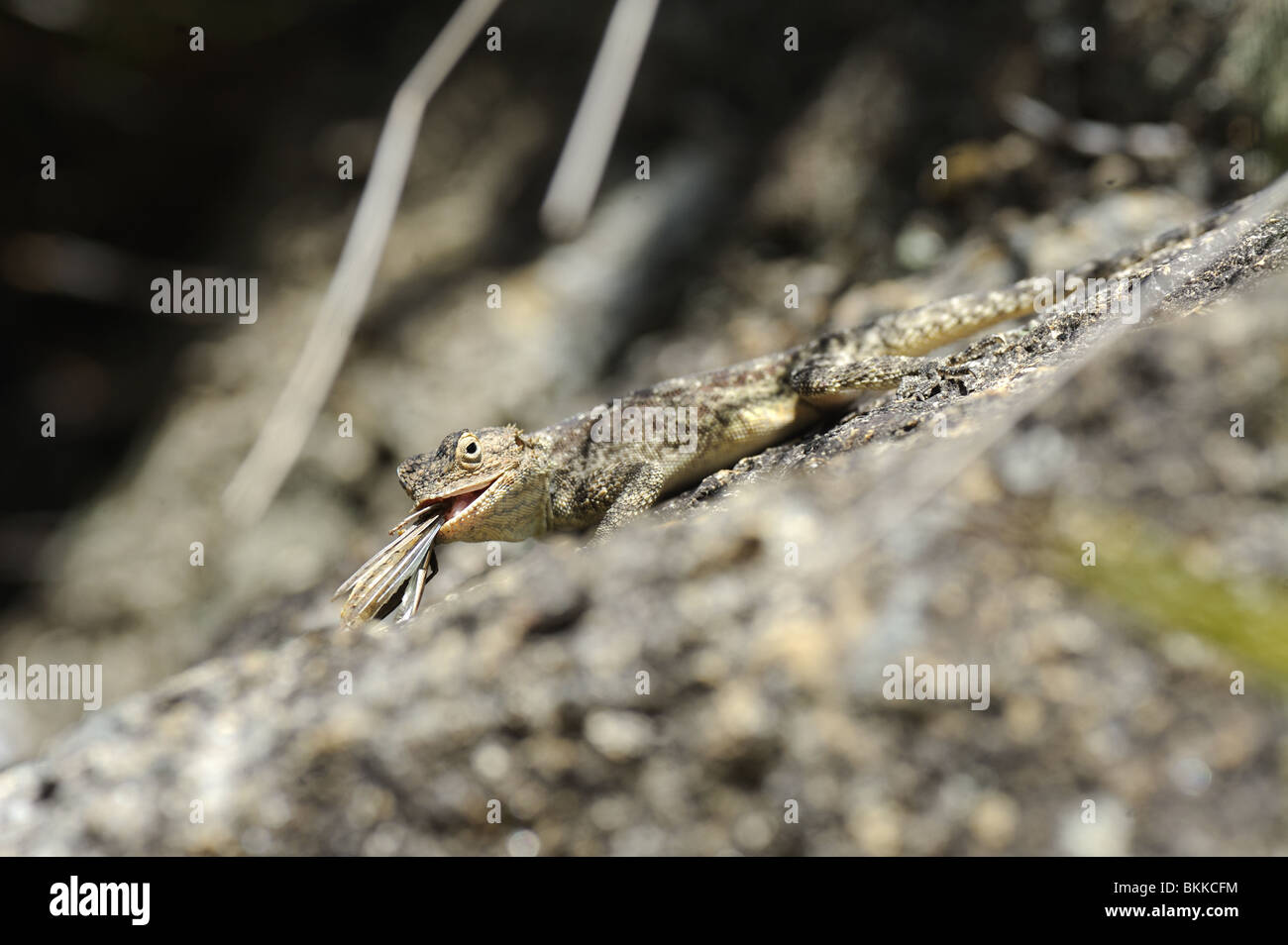 Southern Rock Agama Eidechse mit Heuschrecke, die er gefangen hat Stockfoto