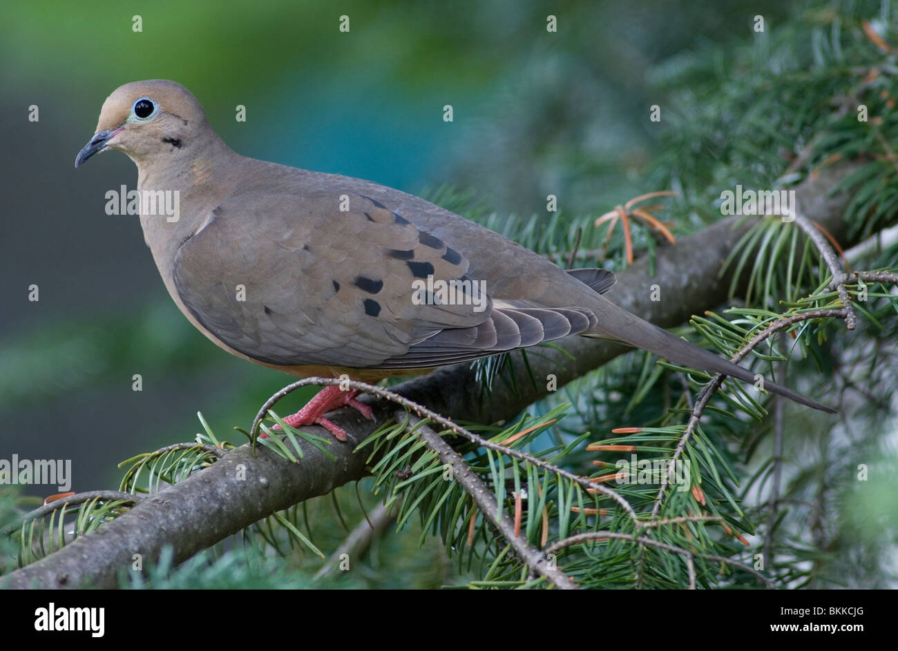 Earth planet dove -Fotos und -Bildmaterial in hoher Auflösung – Alamy