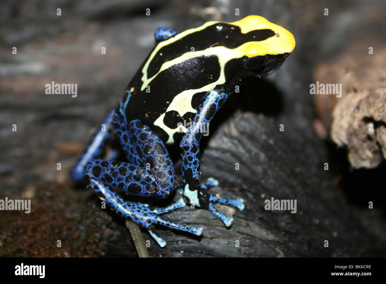 Färben von Dart Frog Dendrobates Tinctorius genommen im Zoo von Chester, England, UK Stockfoto