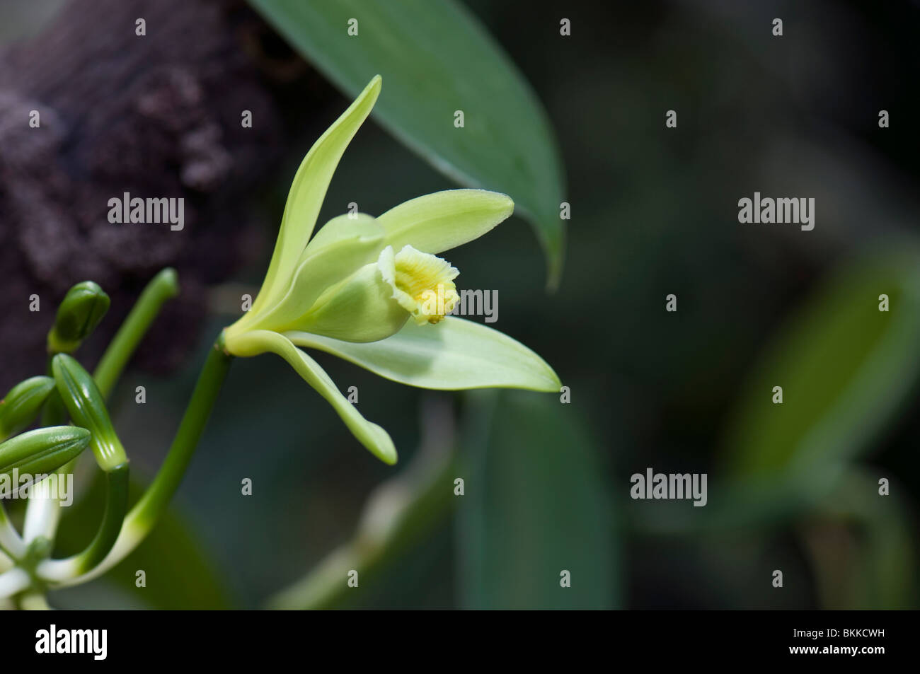 Vanille (Vanilla Planifolia), blühen. Stockfoto