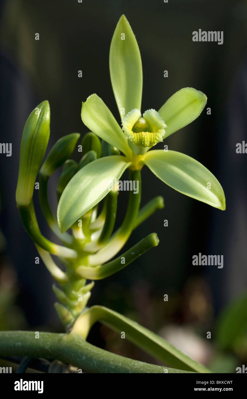 Vanille (Vanilla Planifolia), blühen. Stockfoto