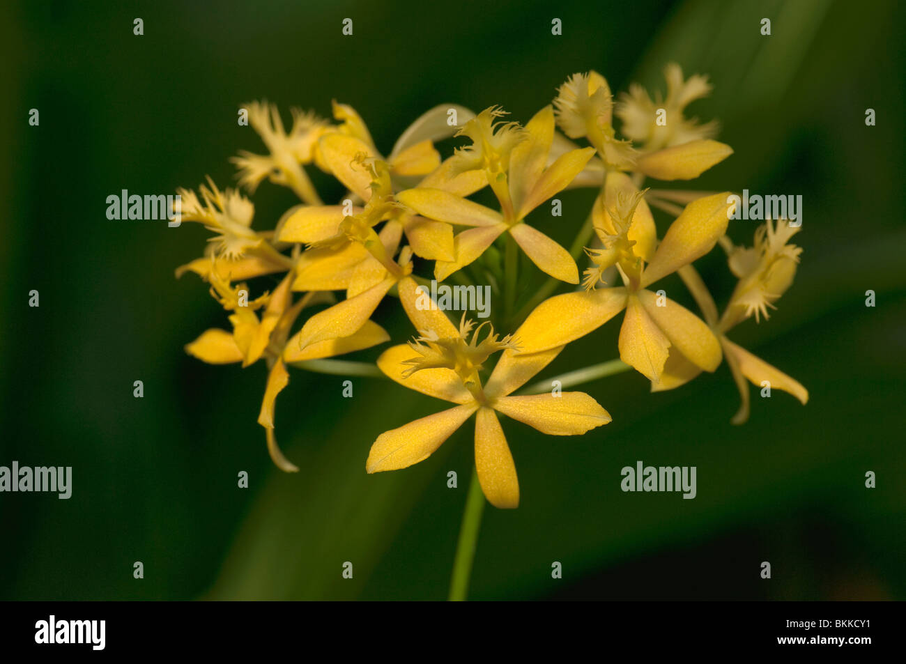 Orchidee (Epidendrum Hybrid), Blumen. Stockfoto