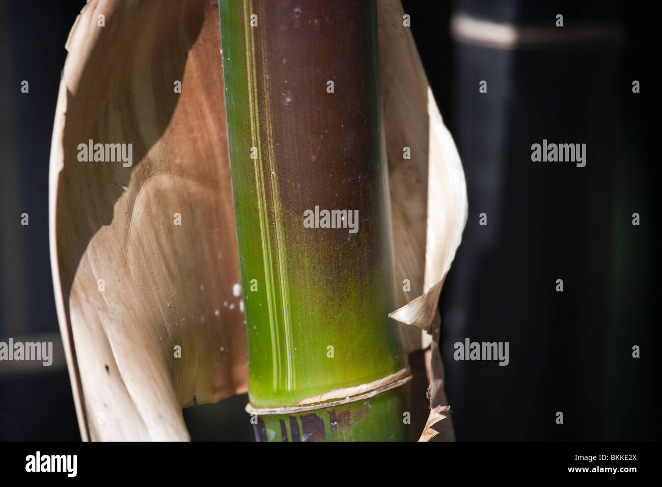 Schwarzer bambus -Fotos und -Bildmaterial in hoher Auflsung  Alamy