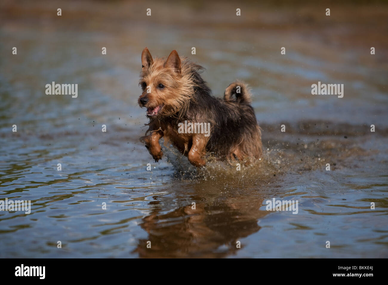 Australian Terrier Stockfoto