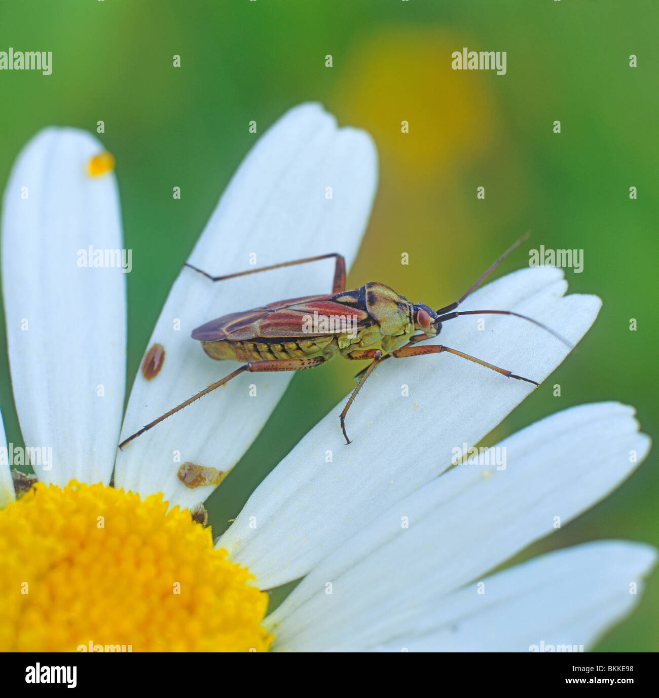 Bug (Grypocoris Stysi, Calocoris Stysi) auf einem Ochsen-Auge Daisy. Stockfoto