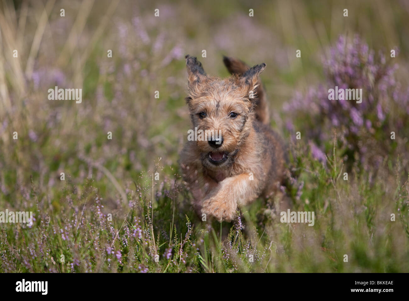 Irish Terrier Welpen Stockfoto