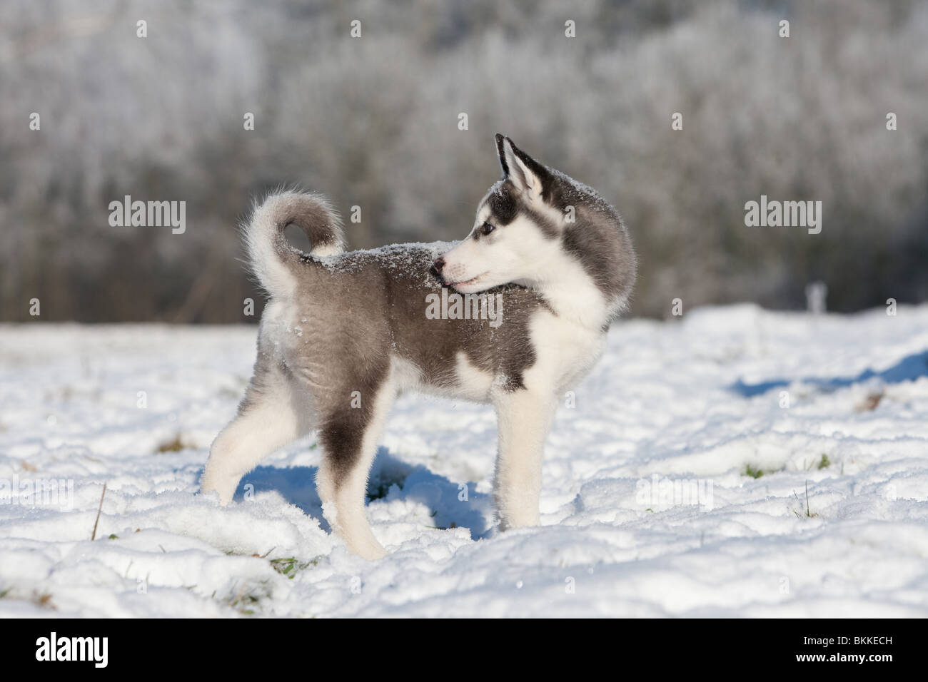 Siberian Husky Welpen Stockfoto