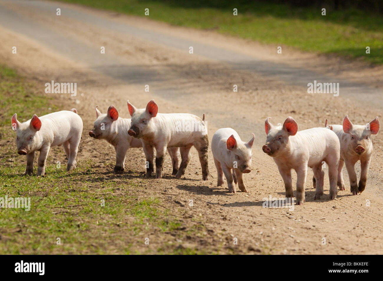 Ferkel entkam entlang einer Straße in Suffolk, UK Stockfoto