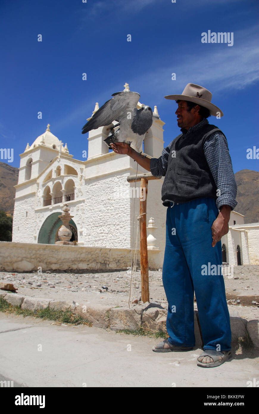 Mann hält ein Eagel, Maca, Colca Canyon, Peru, Südamerika Stockfoto