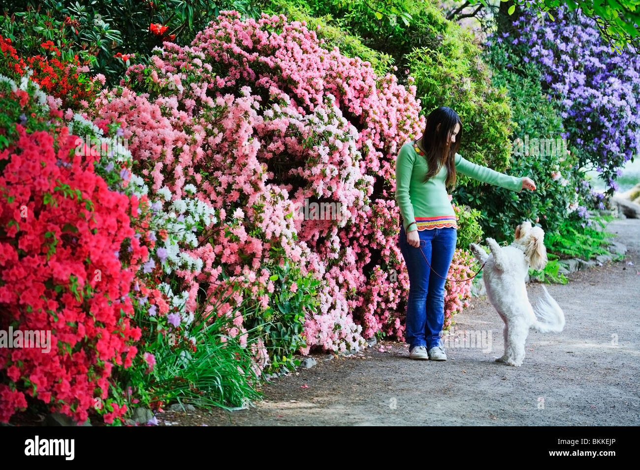 Eine Mädchen, das ihr Hund A behandeln, während für einen Spaziergang Stockfoto