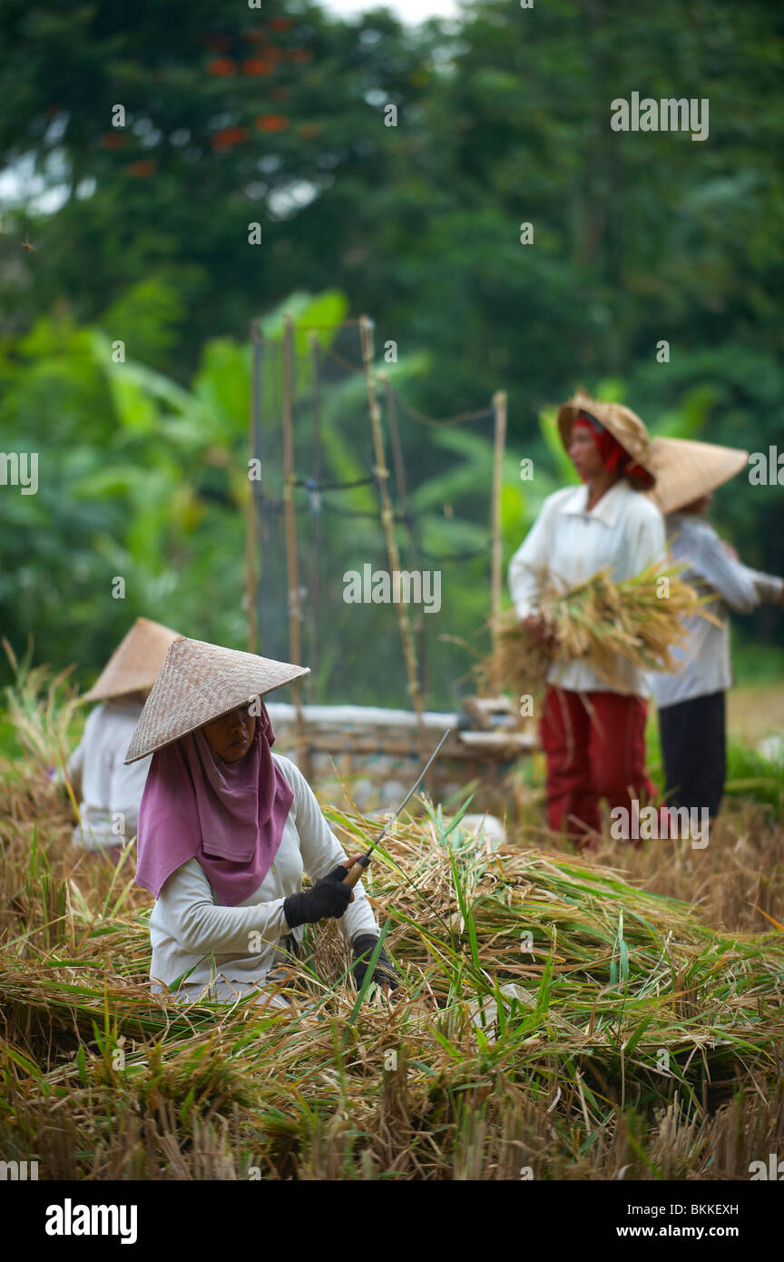 Balinesische Kartoffelpresse Landwirte Stockfoto