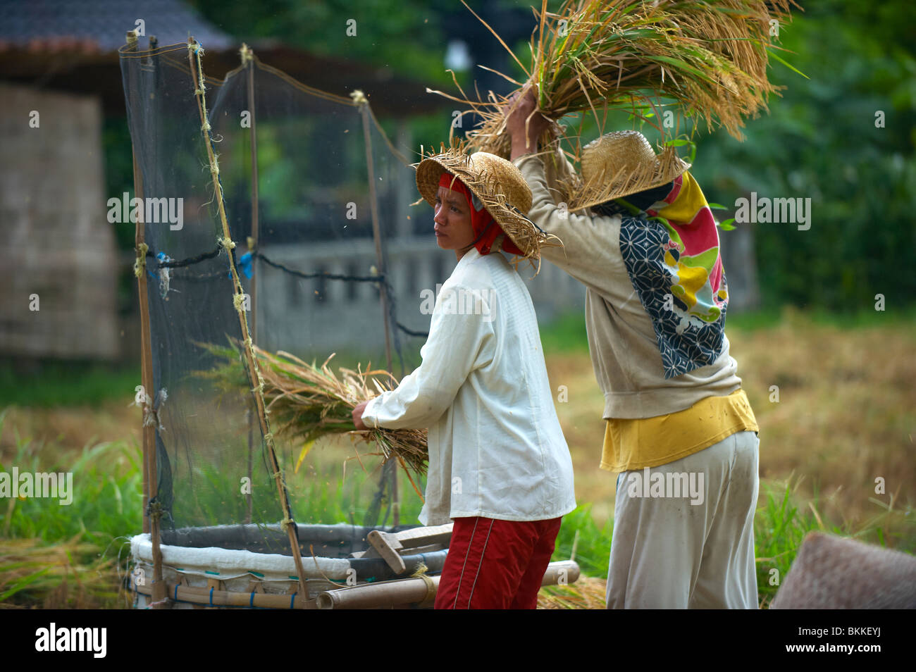 Balinesische Kartoffelpresse Bauern Dreschen Reis Stockfoto