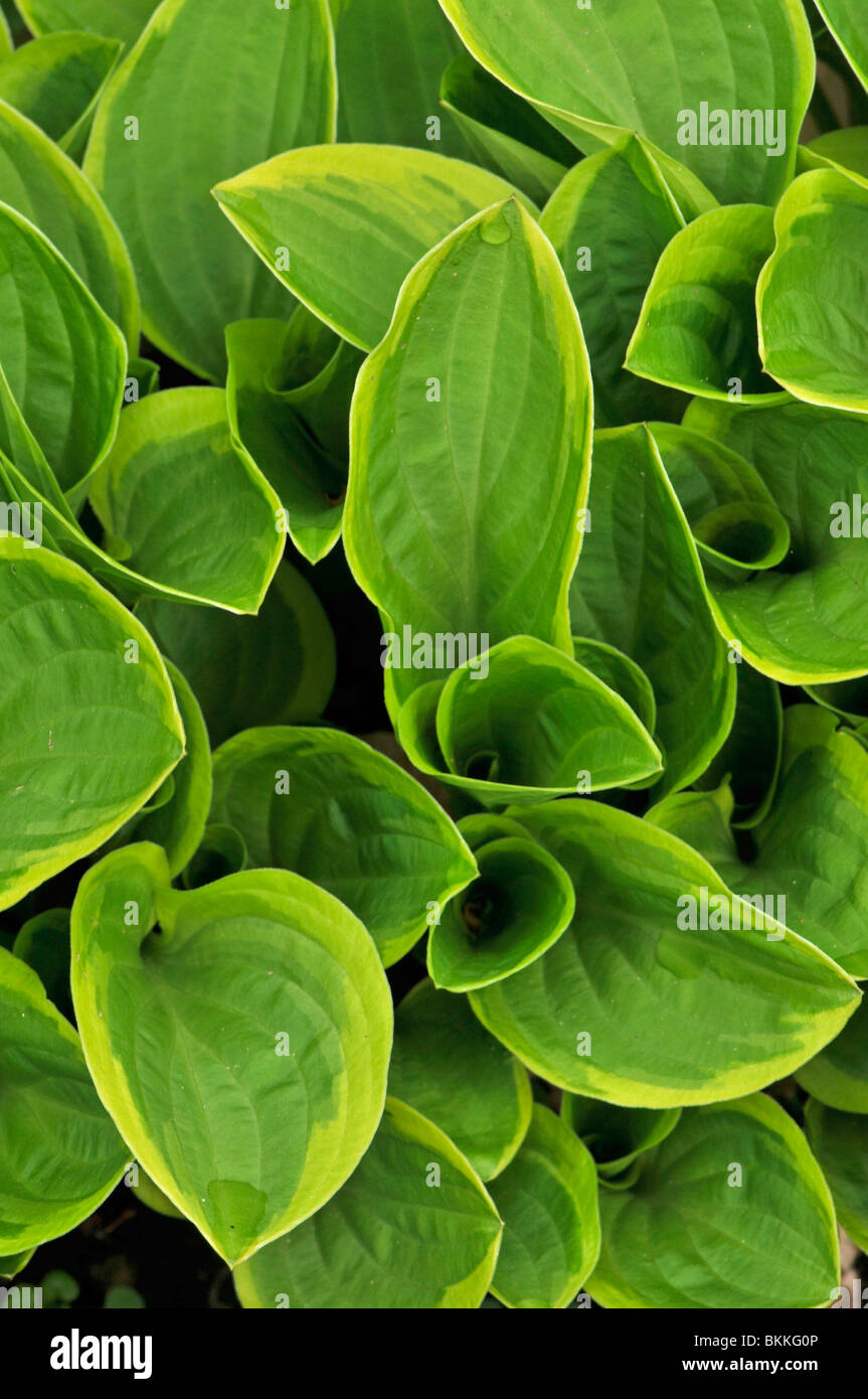 Hosta-Blätter Stockfoto