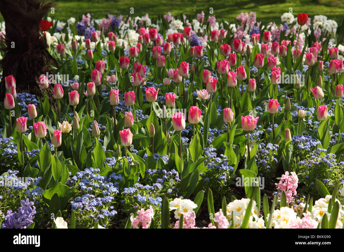 Nahaufnahme eines bunten Blumenbeet mit Frühlingsblumen - Tulpen, vergessen Sie mir die Nots und Hyazinthe, die alle in einem Frühlingsgarten in Großbritannien blühen Stockfoto