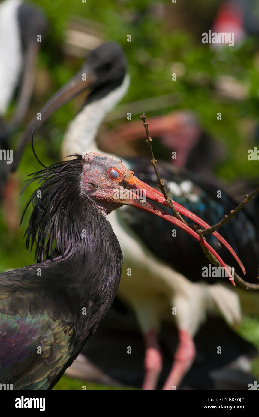 Nördlichen Waldrappen Stockfoto