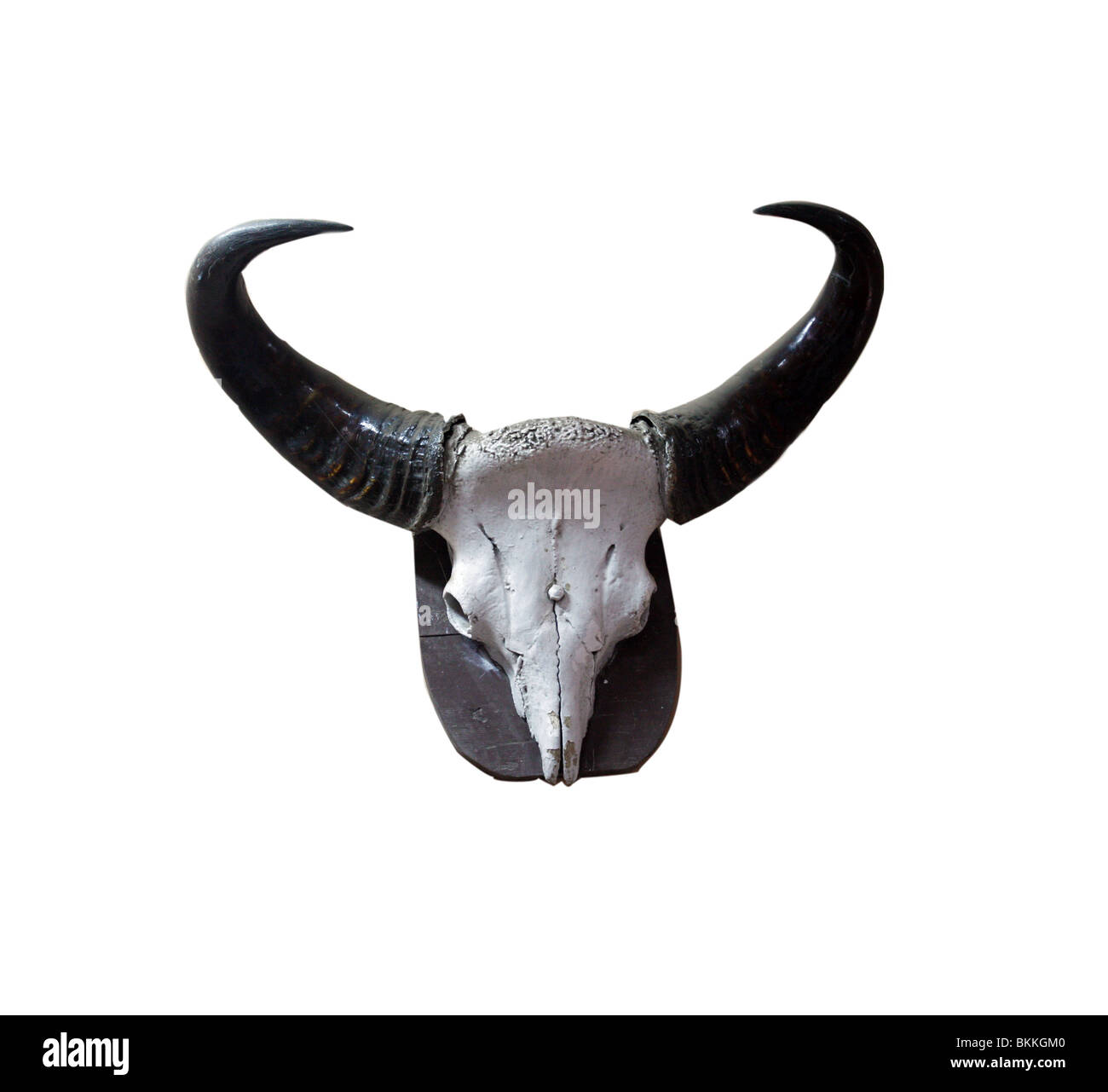 Ausschnitt aus einem wilden Büffel Kopf mit scharfen Hörnern Stockfoto
