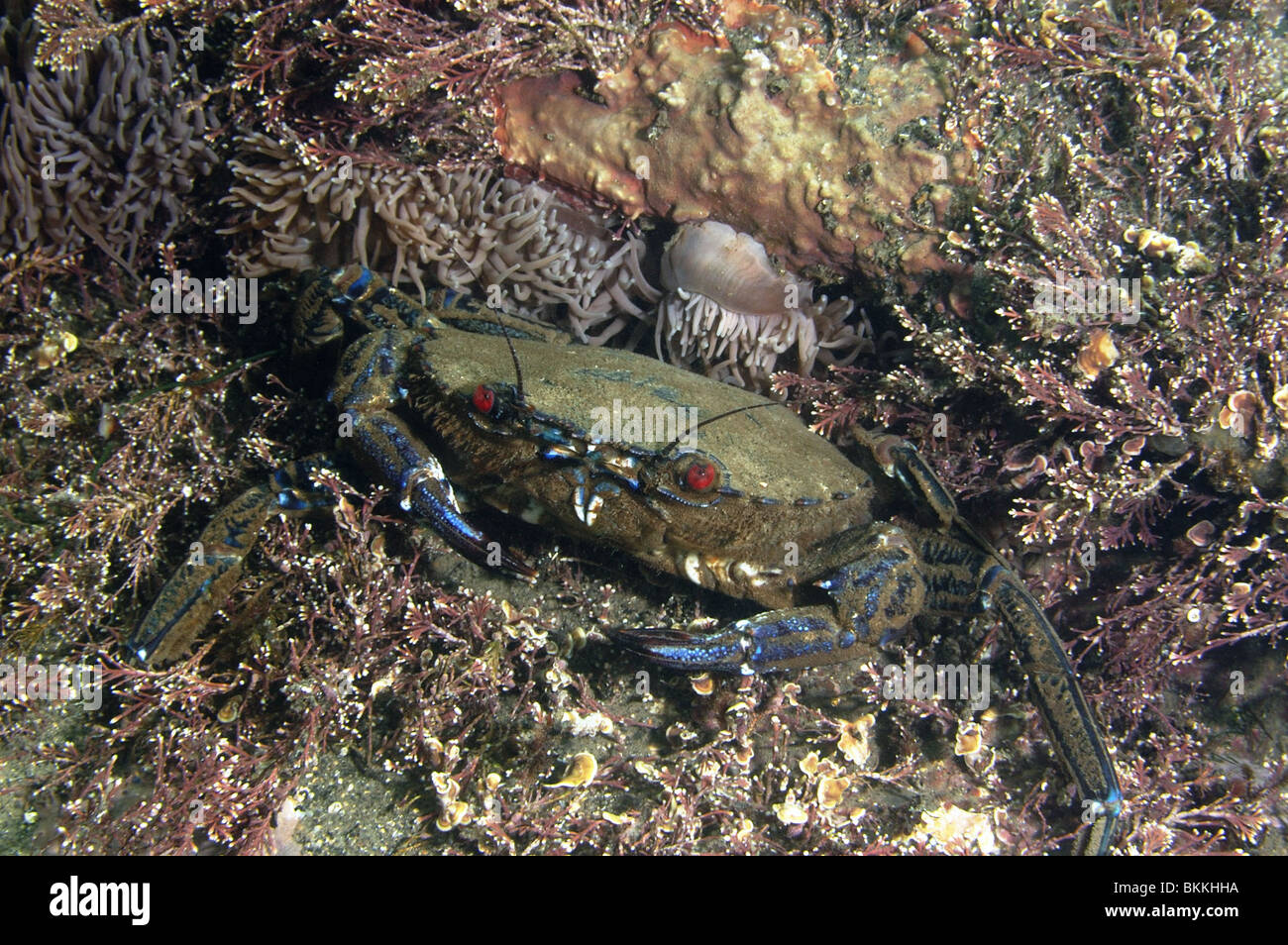 Samt Swimming Krabbe. Necora Puber. Felsigen Meeresboden Kimmeridge Bucht Dorset. April. Stockfoto