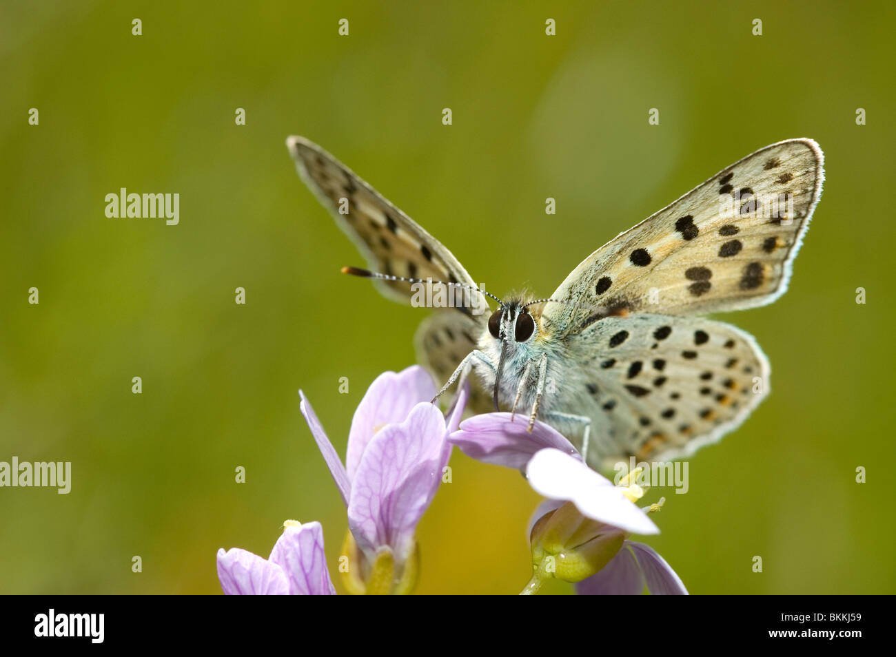 Rußiger Kupfer Schmetterling (Lycaena Tityrus) auf Lady Kittel Blume (Cardamine Pratensis) Stockfoto