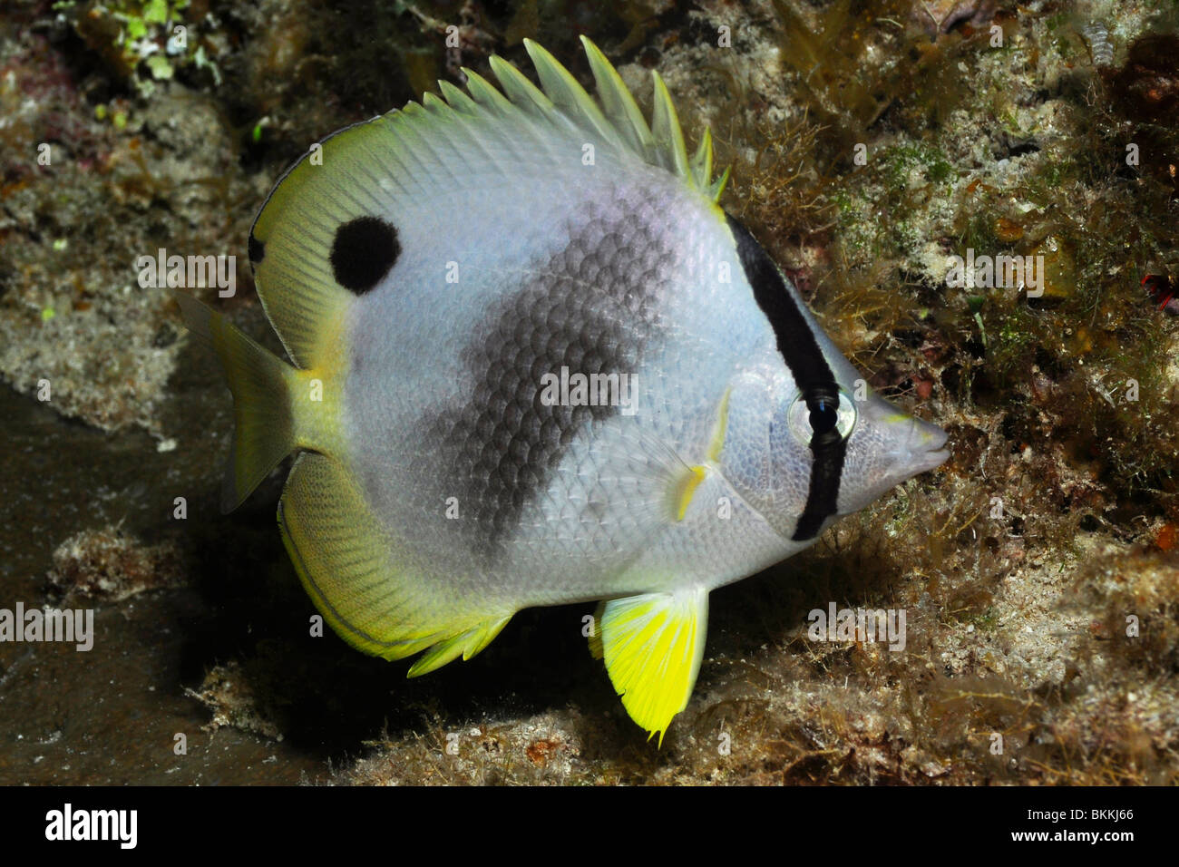 Foureye Butterflyfish (Chaetodontidae Capistratus) Cozumel, Mexiko. Stockfoto