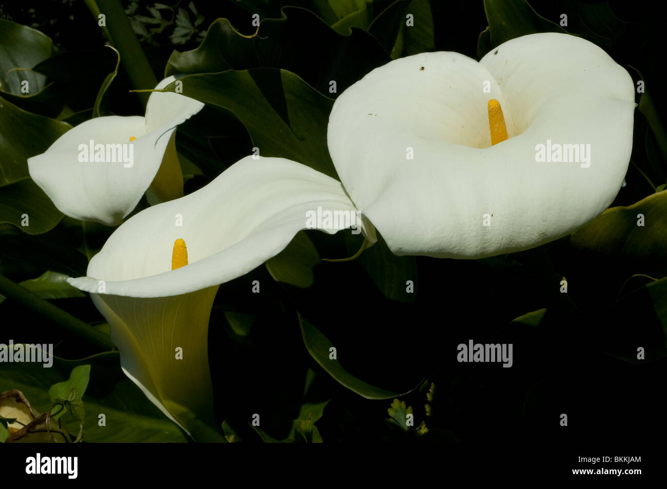 Lily Of The Nile oder Calla Lily (Zantedeschia Aethiopica) Stockfoto