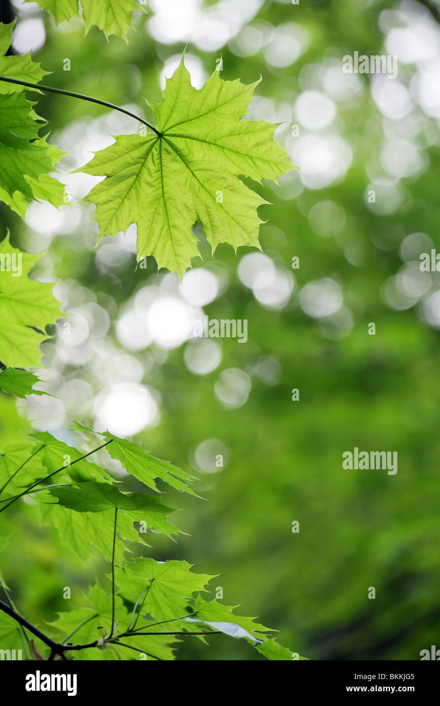 grüne Blätter Stockfoto