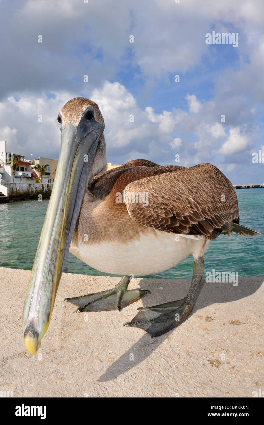 Karibische braune Pelikan (Pelecanus Occidentalis Occidentalis) Stockfoto