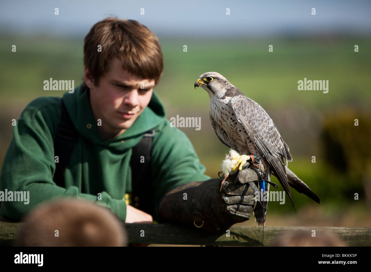 ein Junge hält einen Raubvogel Stockfoto