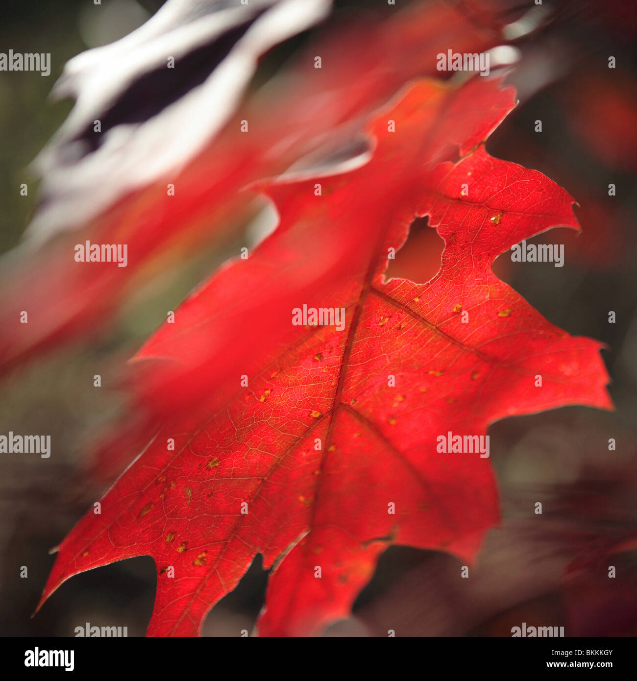 ROTEICHE (QUERCUS RUBRA) BLATT IM HERBST IN KETTLE MORAINE STAATSWALD, SOUTH UNIT, WISCONSIN, USA Stockfoto