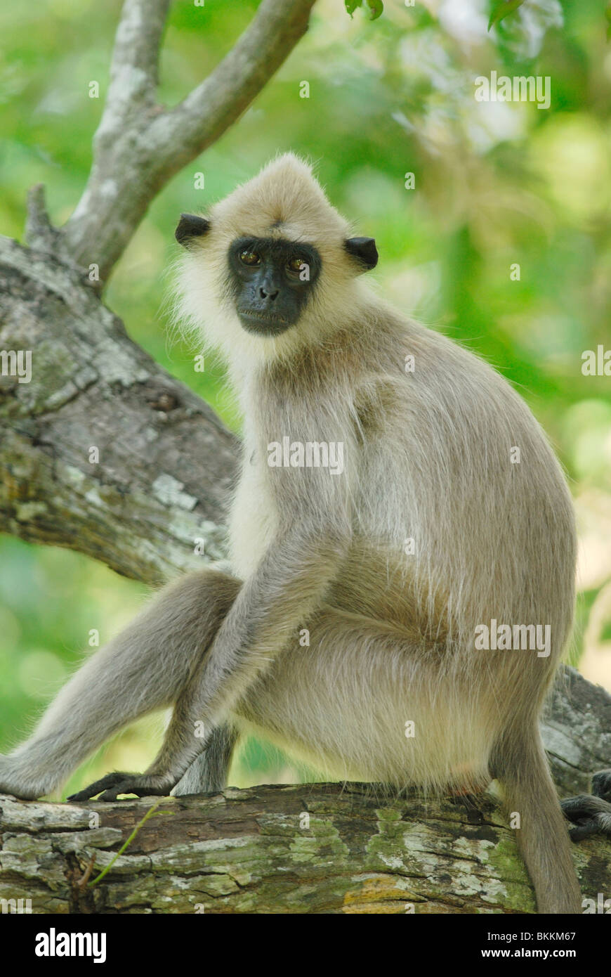 Getuftet grau-Languren (Semnopithecus Priam) in Yala West National Park, Sri Lanka Stockfoto