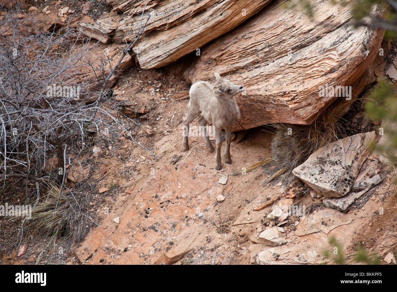 Baby-Bergziege nahe Zion National Park. Utah, USA Stockfoto