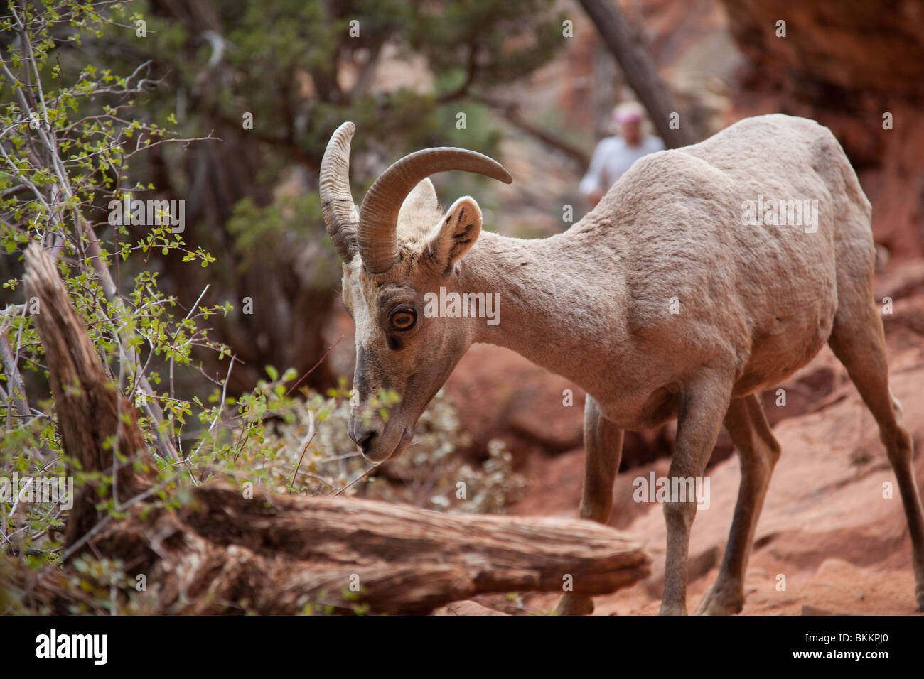 Dickhornschaf (Ovis Canadensis Nelsoni) ernähren sich von Strauch. Utah, USA Stockfoto