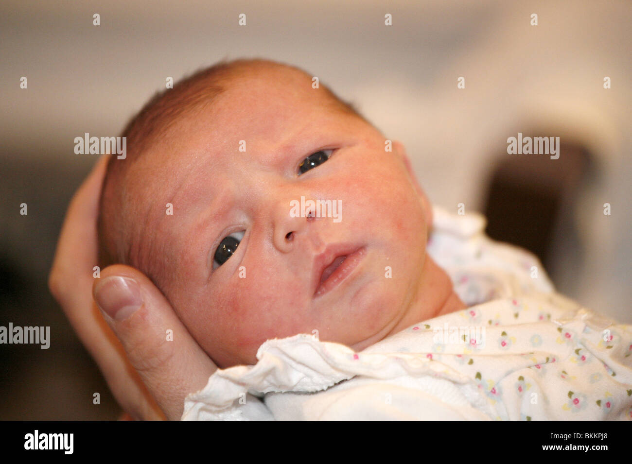 Zwei Wochen altes baby Stockfoto