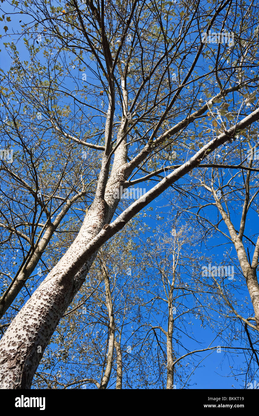 Birken vor einem strahlend blauen Himmel in den Roe Valley Country Park in der Nähe von Limavady, County Londonderry, Nordirland Stockfoto
