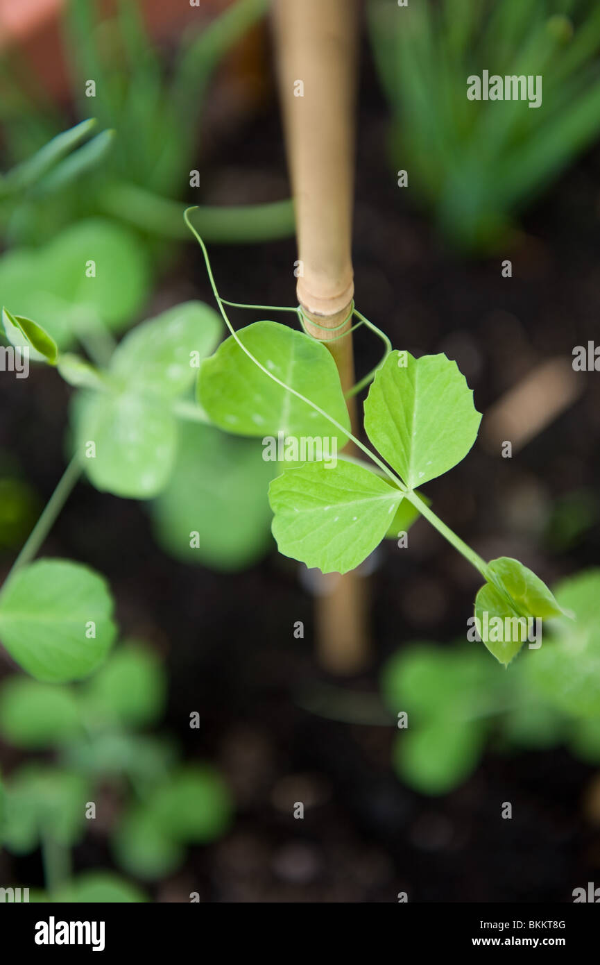 Erbsensprossen In Einem Topf Stockfotos und bilder Kaufen Alamy