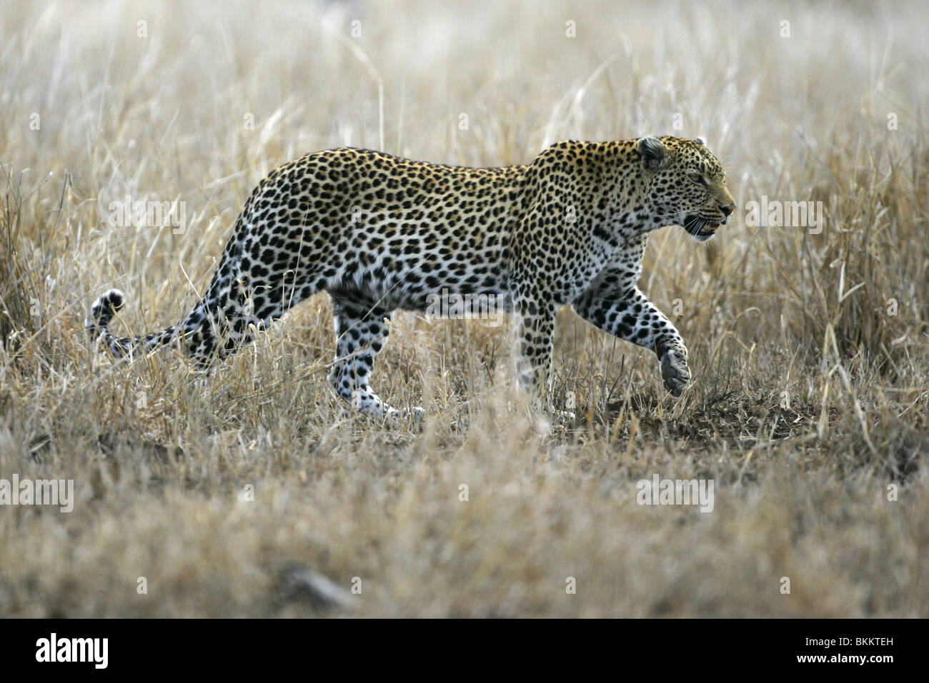 Afrikanisch, Leopard, Kruger, Park, Süd Afrika Stockfoto