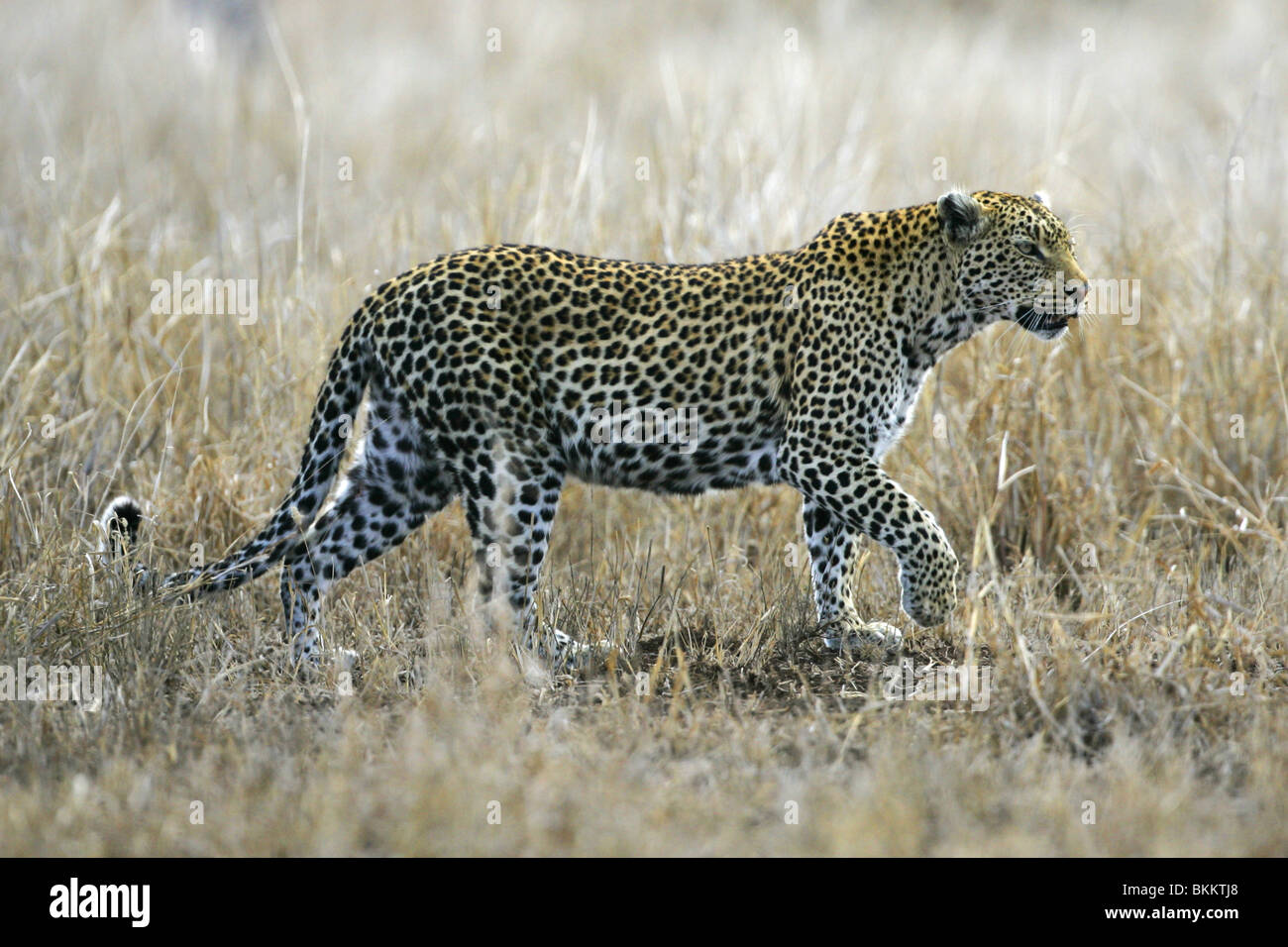 Afrikanisch, Leopard, Kruger, Park, Süd Afrika Stockfoto