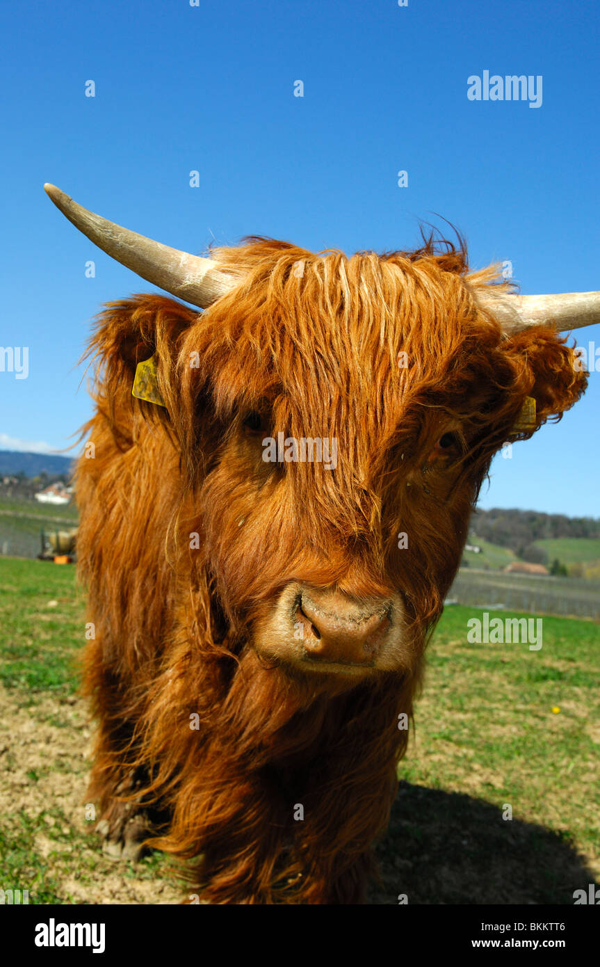 Youngster, rot-braun Highland Cattle, Rutland Stockfoto