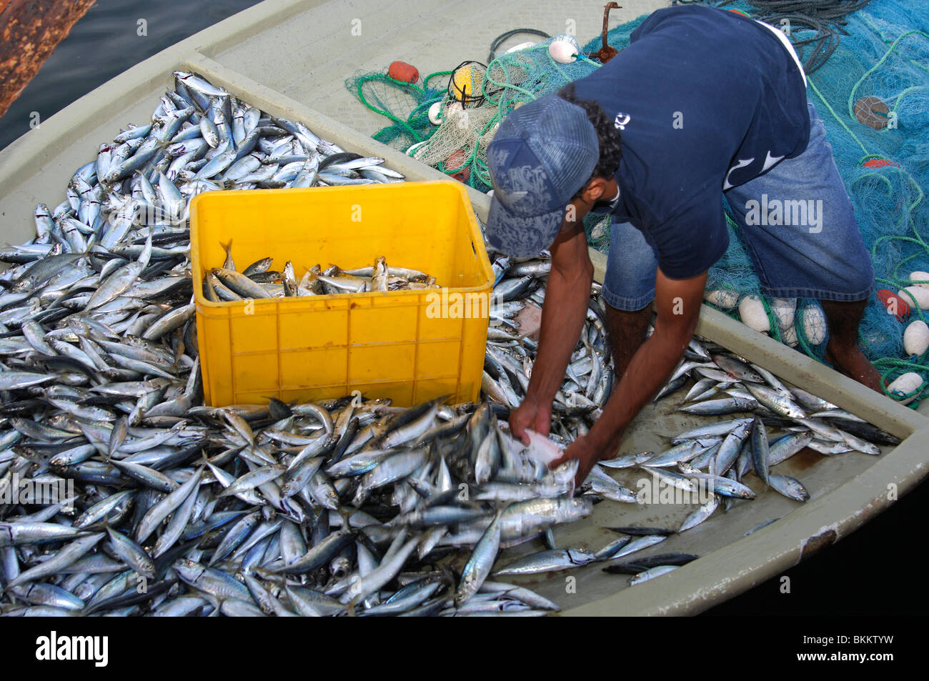 Fischer, die Sortierung des Fangs in der Fischerei Hafen von Khasab, Musandam, Sultanat von Oman Stockfoto