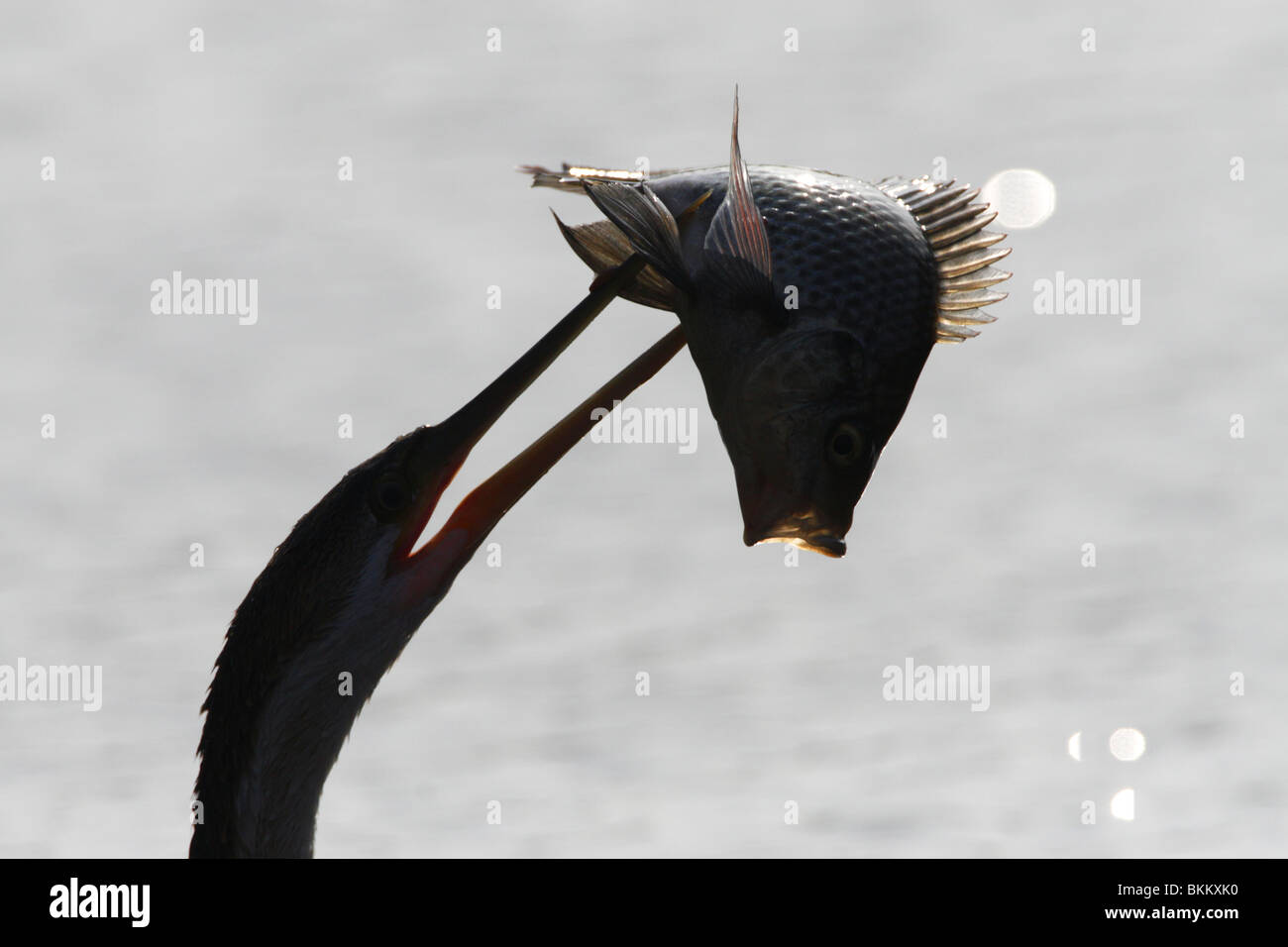 Afrikanische Darter mit aufgespießtem Fisch, Kruger, Park, Süd Afrika Stockfoto