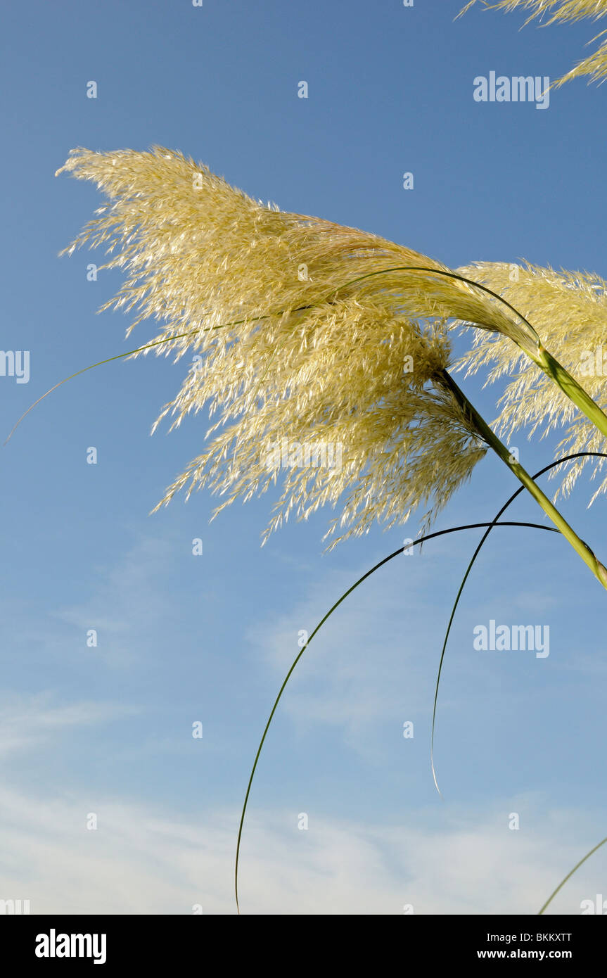 Cortaderia Selloana (Pampasgras) Fahne gegen klar blauen Himmel Stockfoto