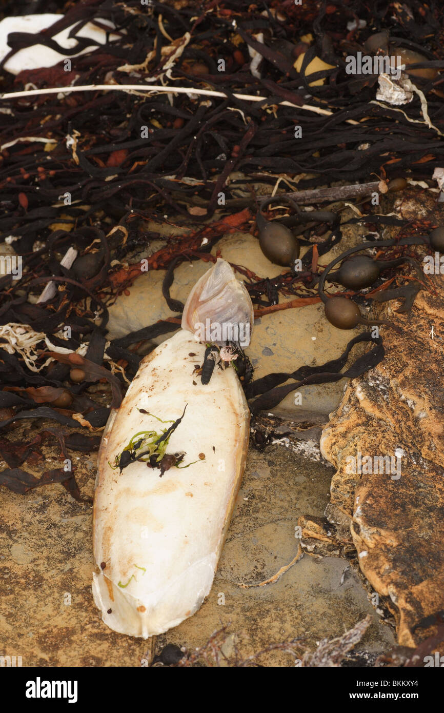 Cuttle Knochen, Sepia Officinalis. Mit Boje Barancle Dosima Fascicularis befestigt. Breite Sitzbank Kimmeridge. Dorset. August. Stockfoto