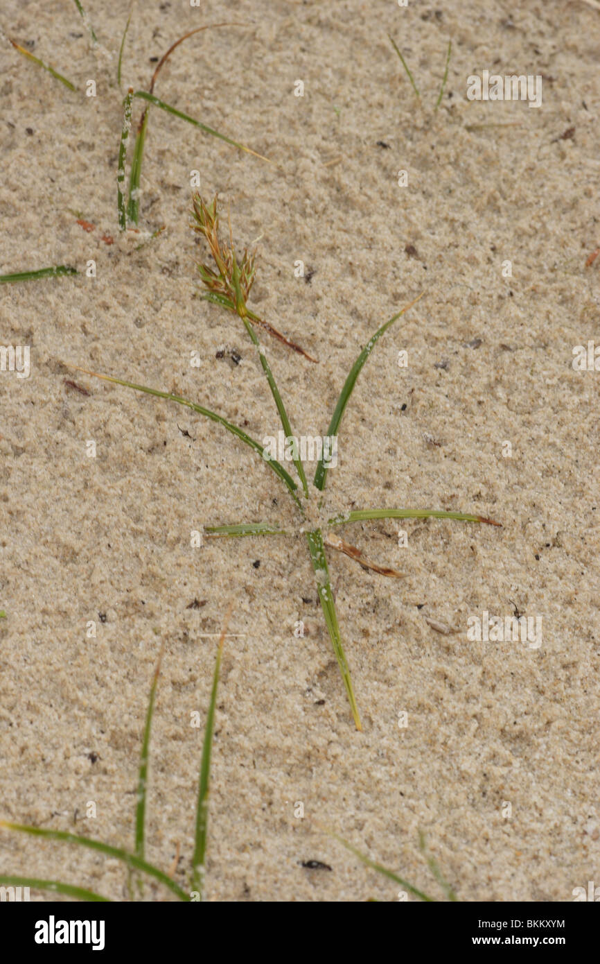 Sand-Segge. Carex Arenaria. Am Sandstrand, Studland Dorset. Stockfoto