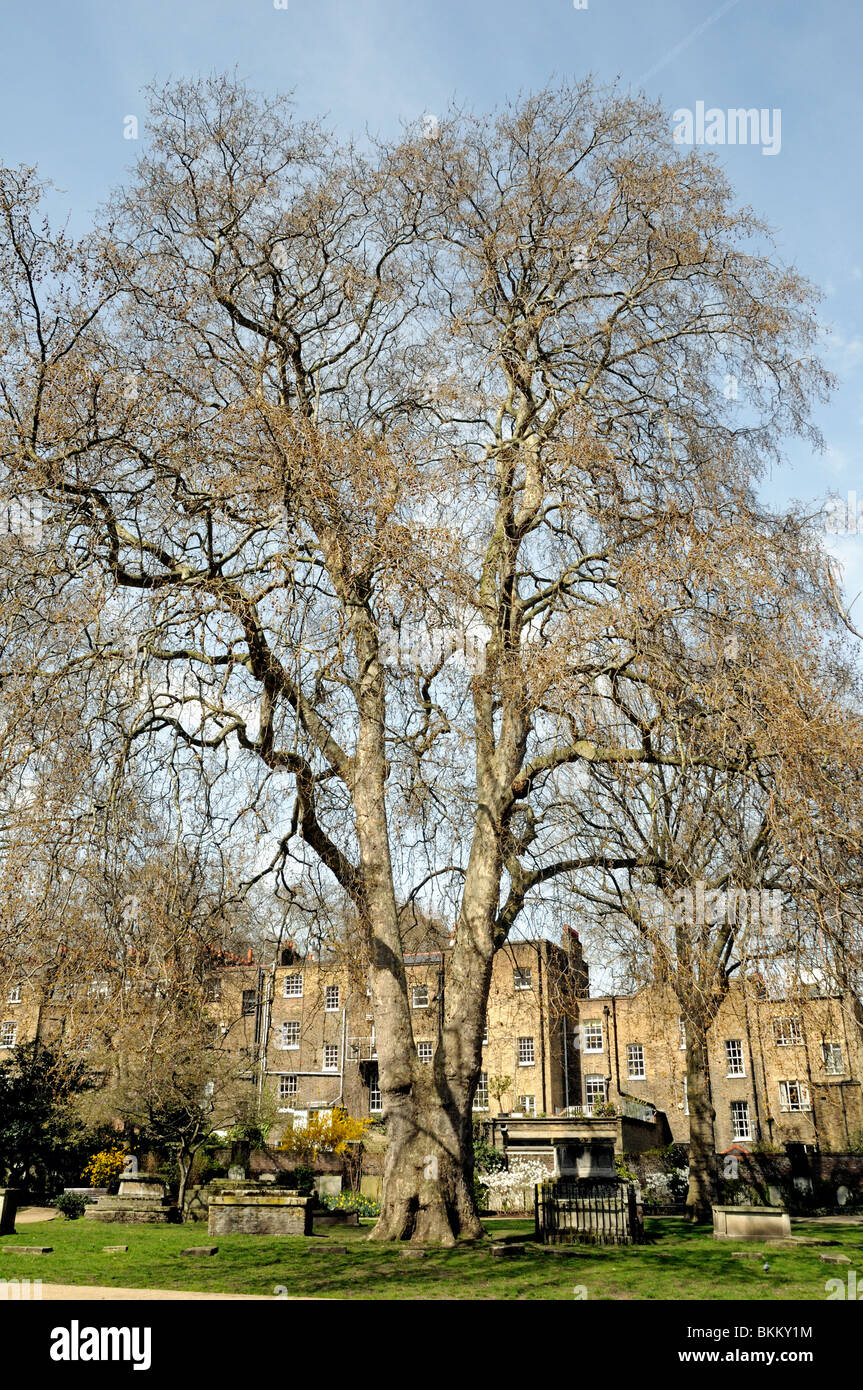 Ahornblättrige Platane Baum Platanus X hispanica St. George Gardens Camden London England UK Stockfoto