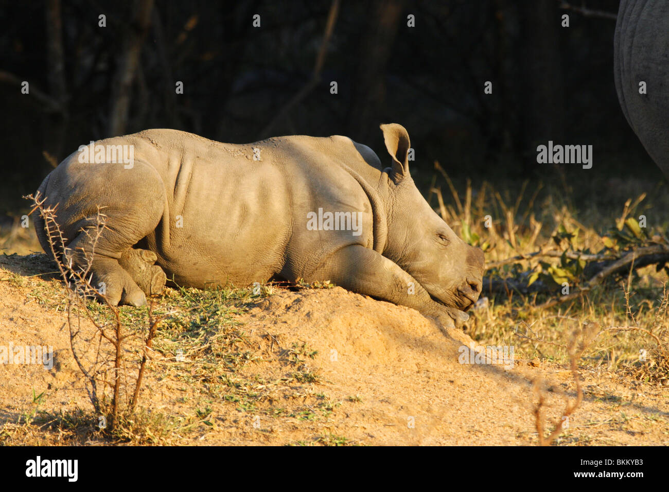 weiß, Nashorn-Baby, schlafen in Südafrika Stockfoto