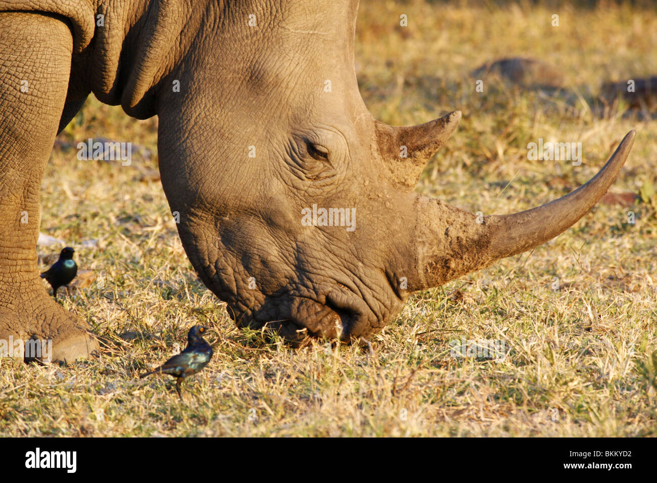 weiße, Rhino Essen grass Südafrika Stockfoto