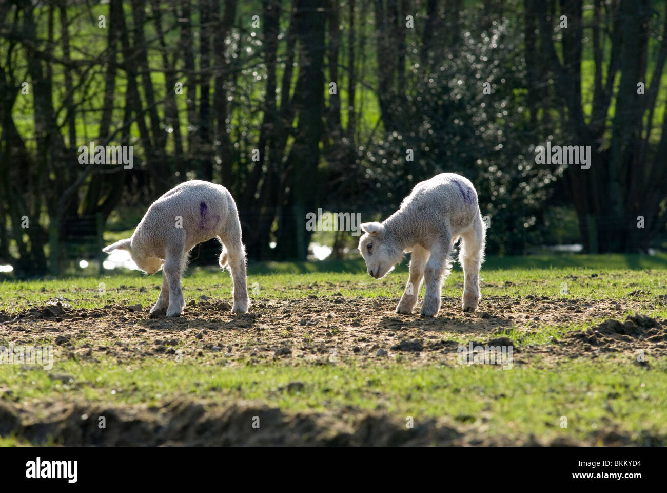 Schafe in den walisischen Marken Stockfoto