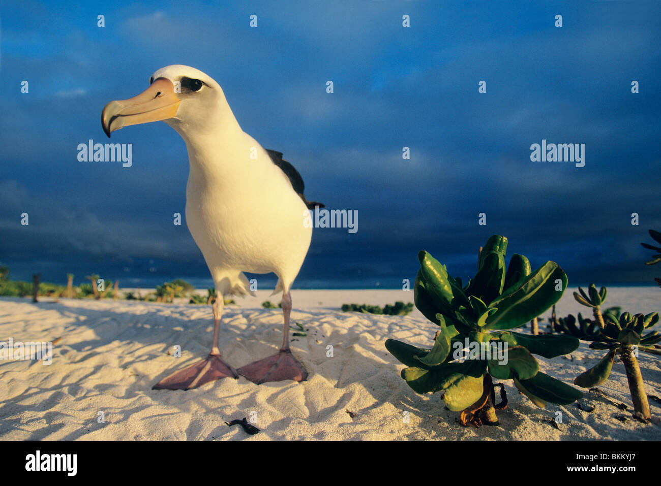 Laysan Albatros (Phoebastria Immutabilis), Sonnenuntergang, Midway-Atoll, NE Hawaiian Island. Stockfoto