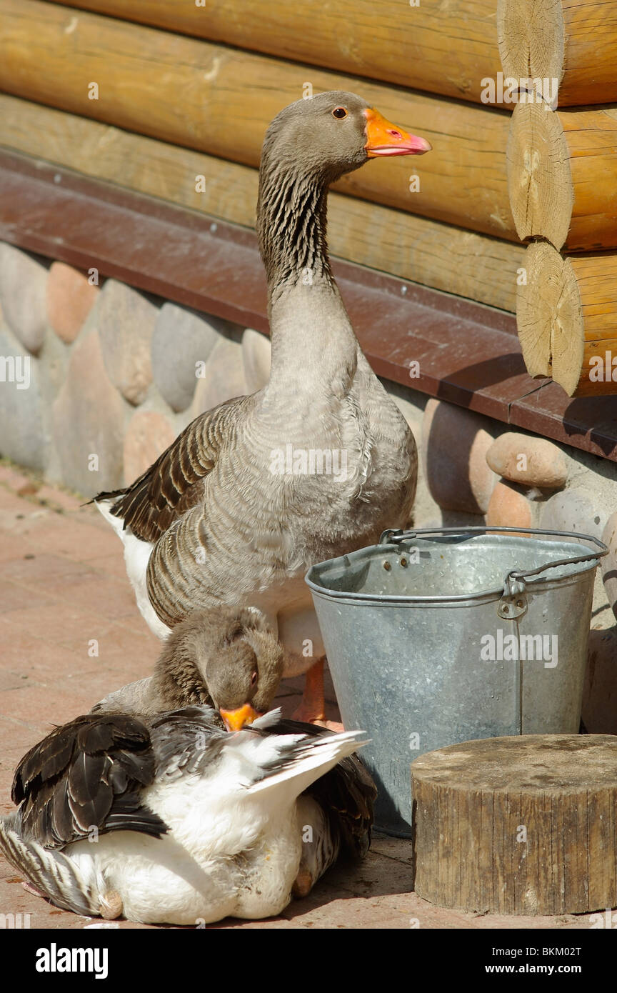 Inländische graue Gänse auf Hof Stockfoto