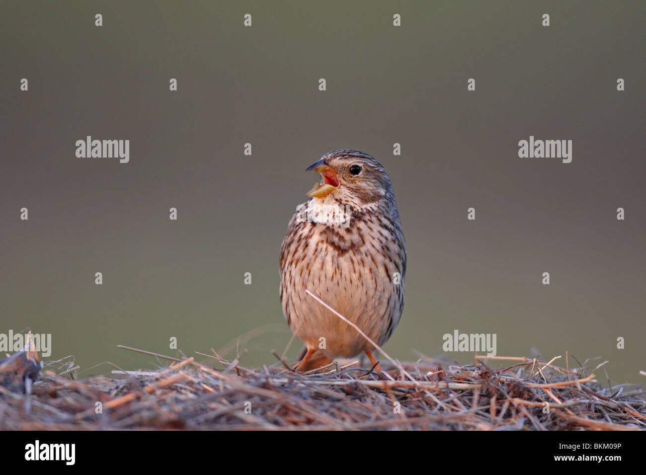 Corn Bunting, Miliaria Calandra, Emberiza, Grauammer, Stockfoto