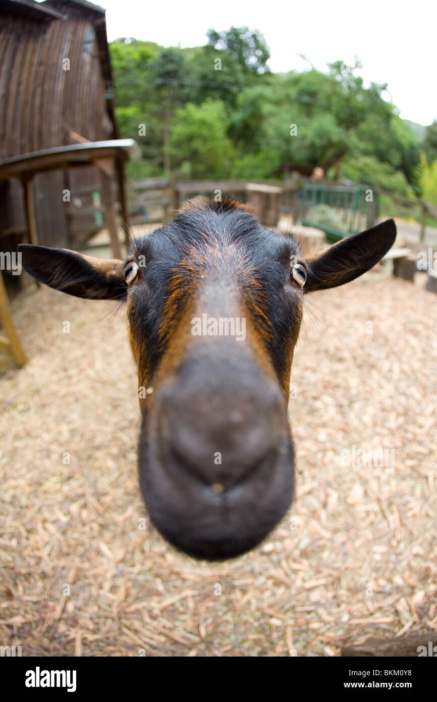 Hausziege (Capra Aegagrus Hircus) Stockfoto